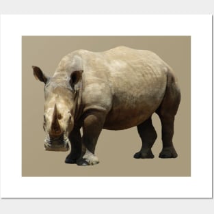 Rhino in Africa Posters and Art